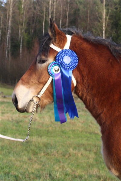 Mysan med rosetten från Sweden International Horse Show & från Årets Kallblod